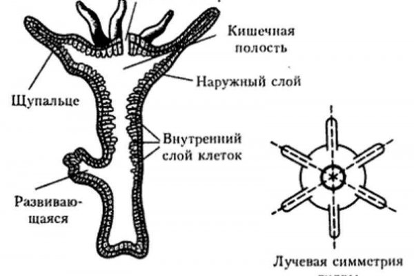 Кракен зеркало москва